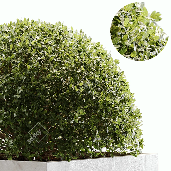 2015 Outdoor Plant Set: V-Ray & Corona 3D model image 3