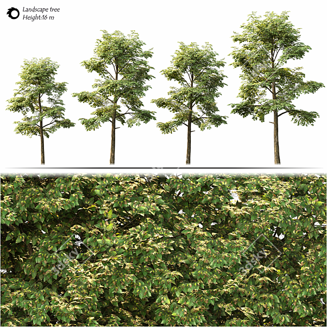 Przewalskii Populus 2014: Millimeter Units 3D model image 2