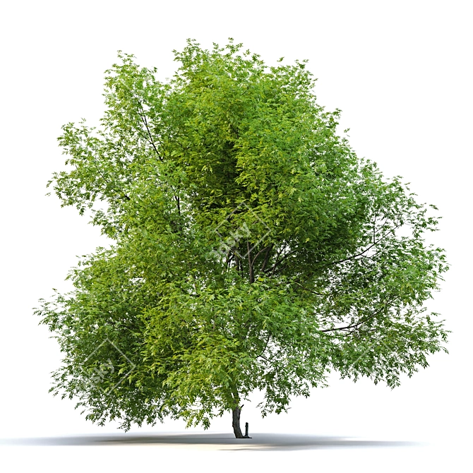 Premium Pecan Tree: Lifelike, Versatile 3D model image 2