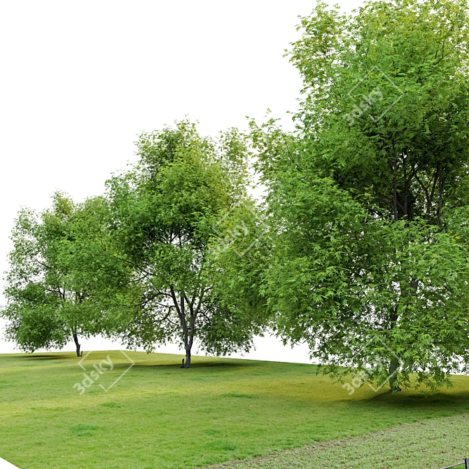 Premium Pecan Tree: Lifelike, Versatile 3D model image 3