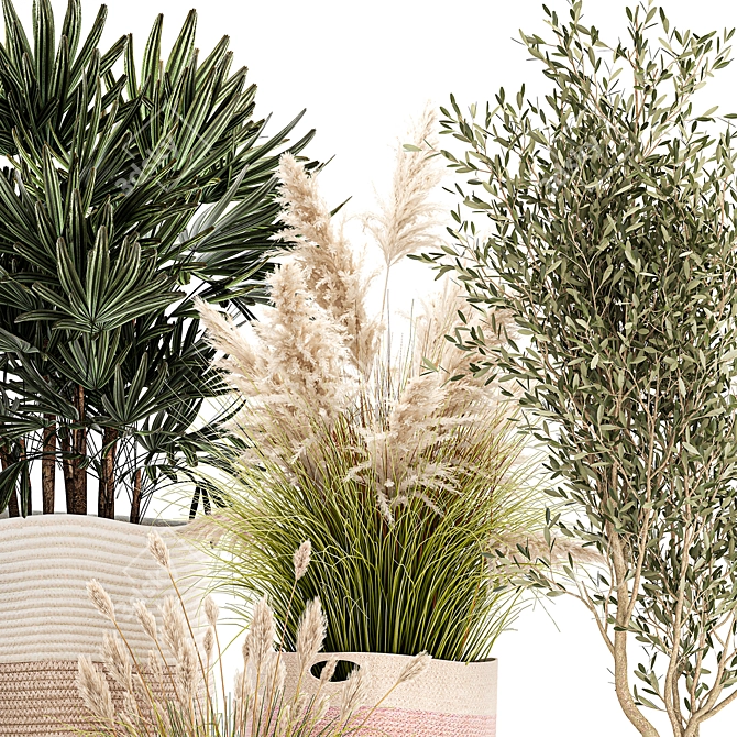 Indoor Plant Collection: Exotic Olive, Cacti & Pampas Grass 3D model image 3