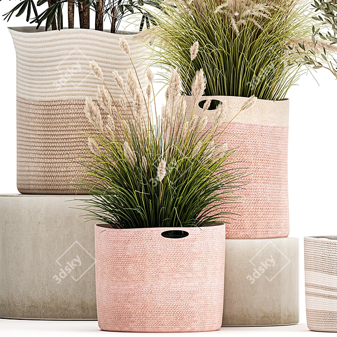 Indoor Plant Collection: Exotic Olive, Cacti & Pampas Grass 3D model image 4