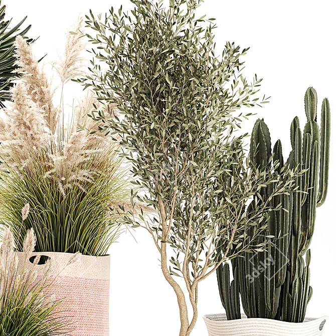 Indoor Plant Collection: Exotic Olive, Cacti & Pampas Grass 3D model image 5