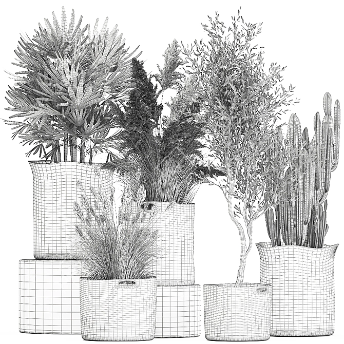 Indoor Plant Collection: Exotic Olive, Cacti & Pampas Grass 3D model image 6