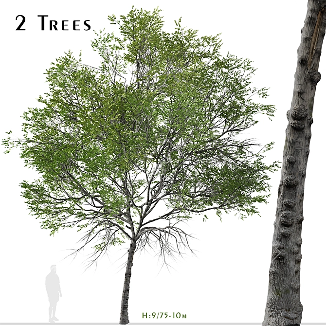 Taiwan Beech Duo: Fagus Hayatae Set 3D model image 1