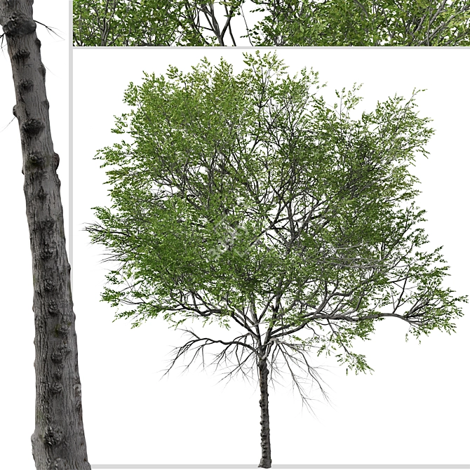 Taiwan Beech Duo: Fagus Hayatae Set 3D model image 2