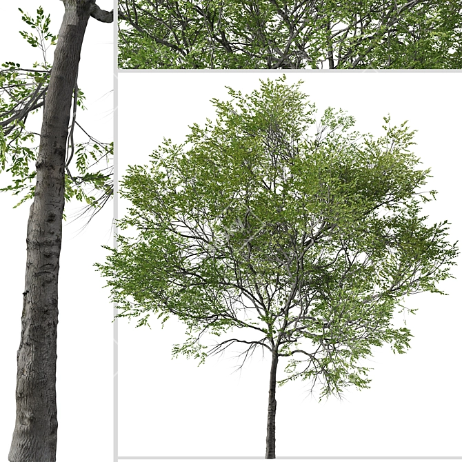 Taiwan Beech Duo: Fagus Hayatae Set 3D model image 3