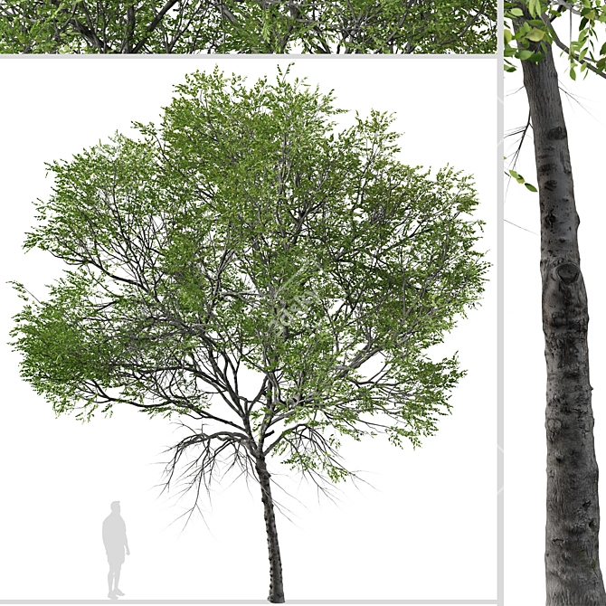 Taiwan Beech Duo: Fagus Hayatae Set 3D model image 4