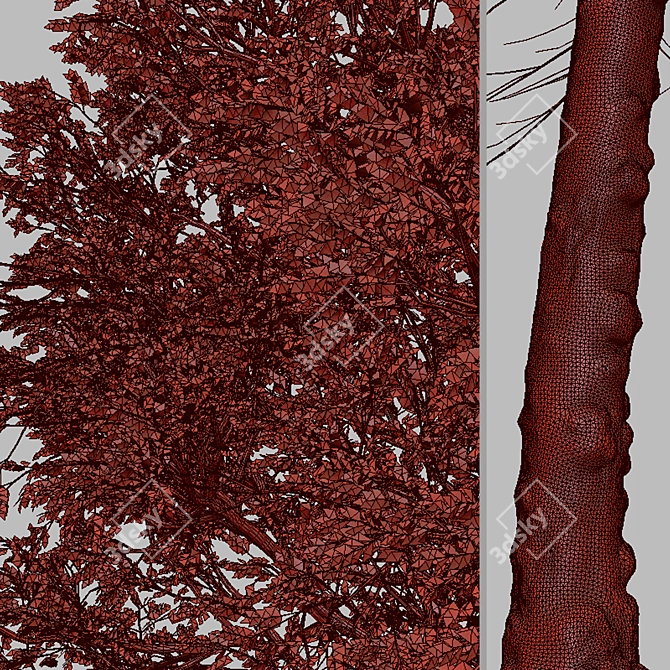 Taiwan Beech Duo: Fagus Hayatae Set 3D model image 5