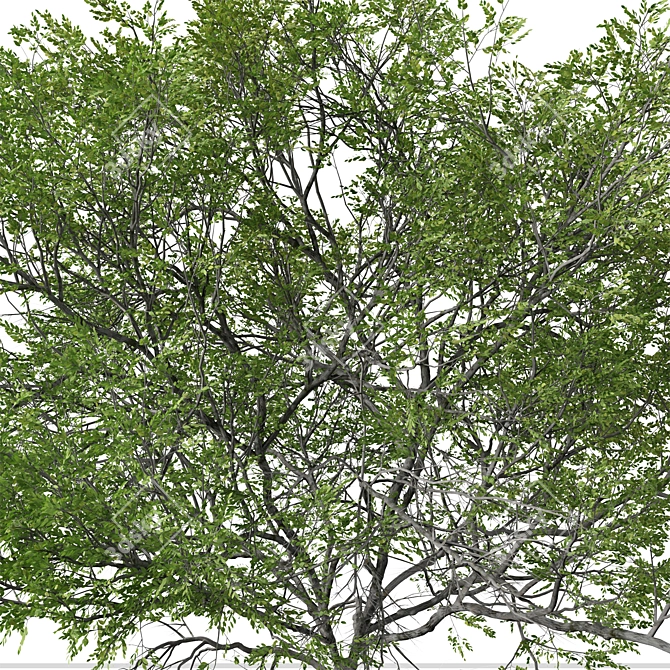 Taiwan Beech Duo: Fagus Hayatae Set 3D model image 6