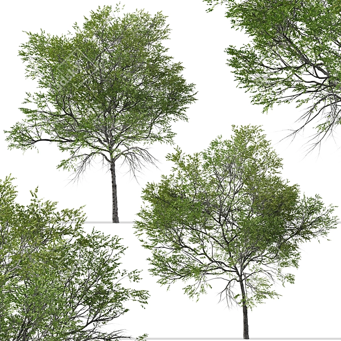 Taiwan Beech Duo: Fagus Hayatae Set 3D model image 7