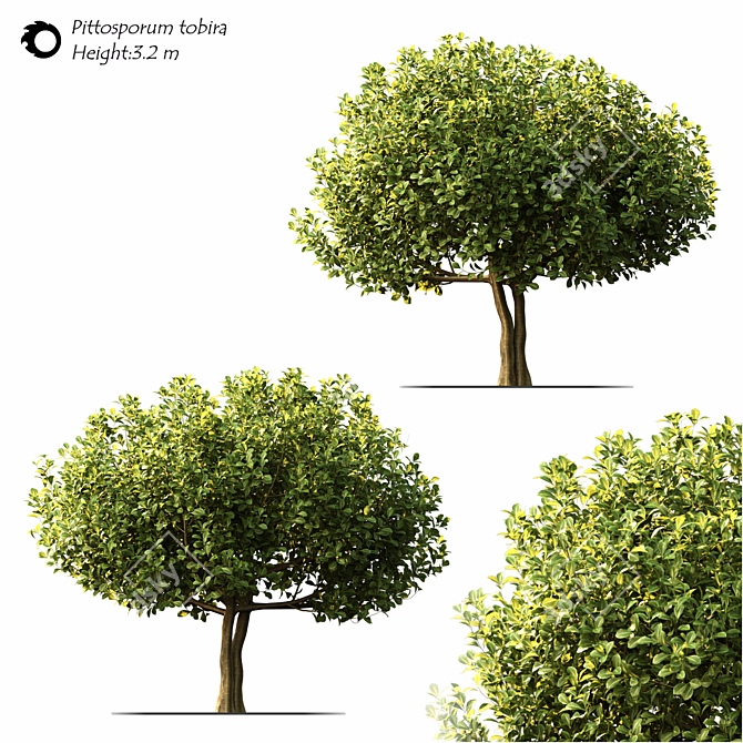 Elegant Pittosporum Tobira for Exquisite Landscaping 3D model image 1