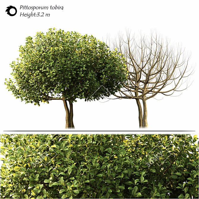 Elegant Pittosporum Tobira for Exquisite Landscaping 3D model image 2