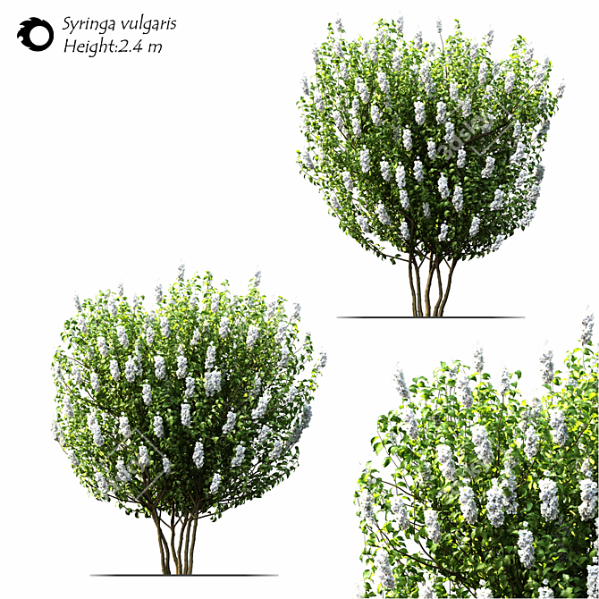 Syringa_vulgaris: Exquisite 2014 Floral Beauty! 3D model image 1