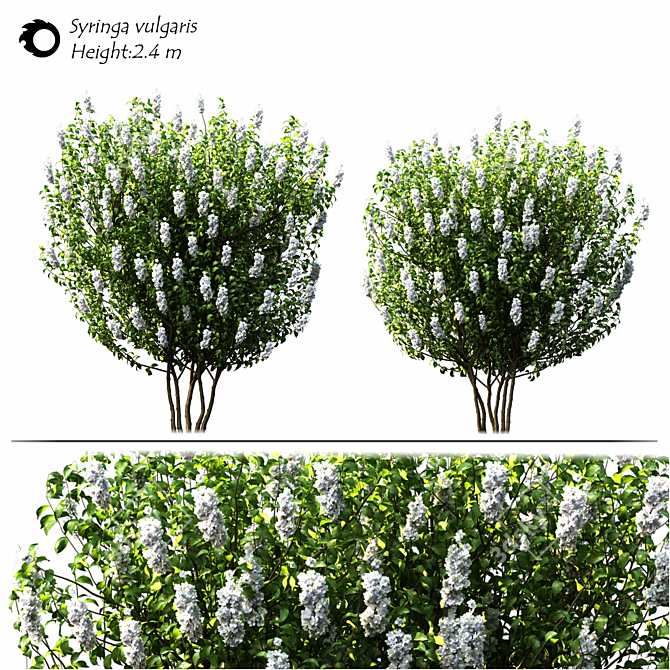 Syringa_vulgaris: Exquisite 2014 Floral Beauty! 3D model image 2