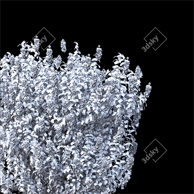 Syringa_vulgaris: Exquisite 2014 Floral Beauty! 3D model image 3