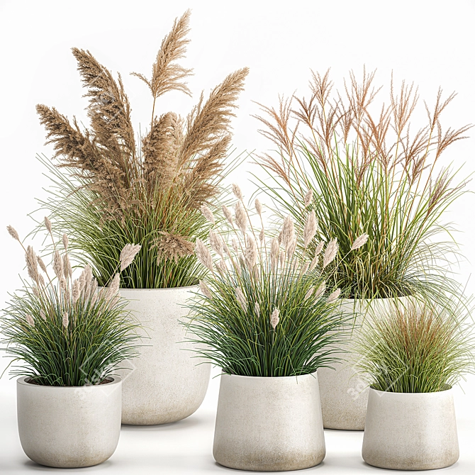 Exotic Plant Collection in Concrete Pots 3D model image 1