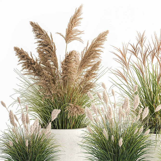 Exotic Plant Collection in Concrete Pots 3D model image 2