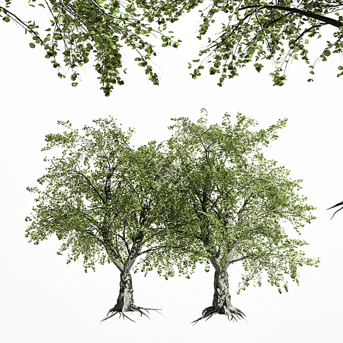 Variety of Tree-Katsura - 4 Different Sizes & Materials 3D model image 1