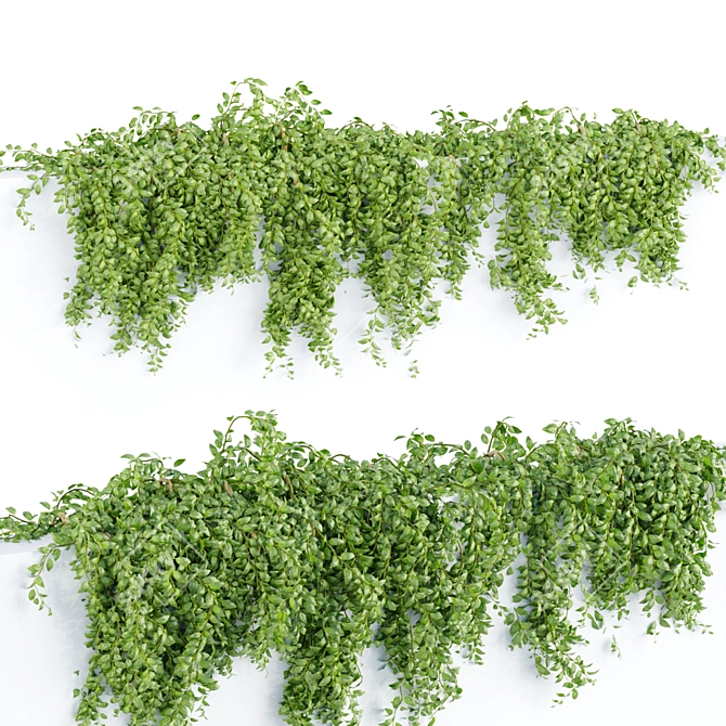 3D Hanging Wall Plants Vol. 64 3D model image 5