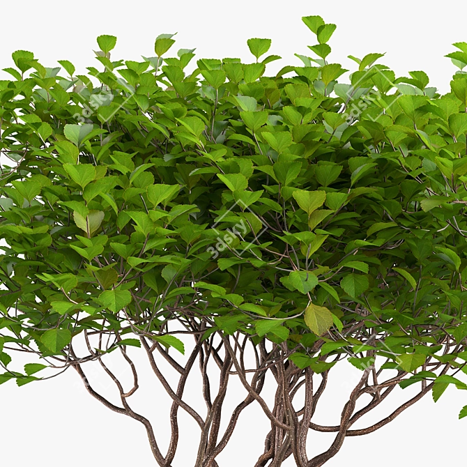 Exotic Bush: High-quality 3D Model 3D model image 5