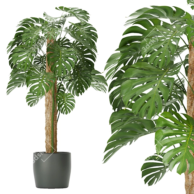 286 Indoor Leaf Collection: High-Quality, Lightweight Plants 3D model image 2