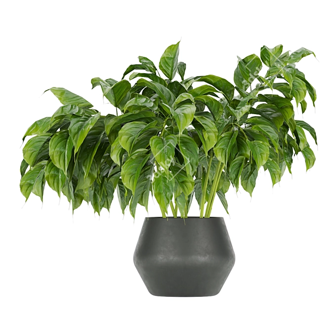 Greenery Delight: Indoor Aglaonema Leaf Collection 3D model image 4