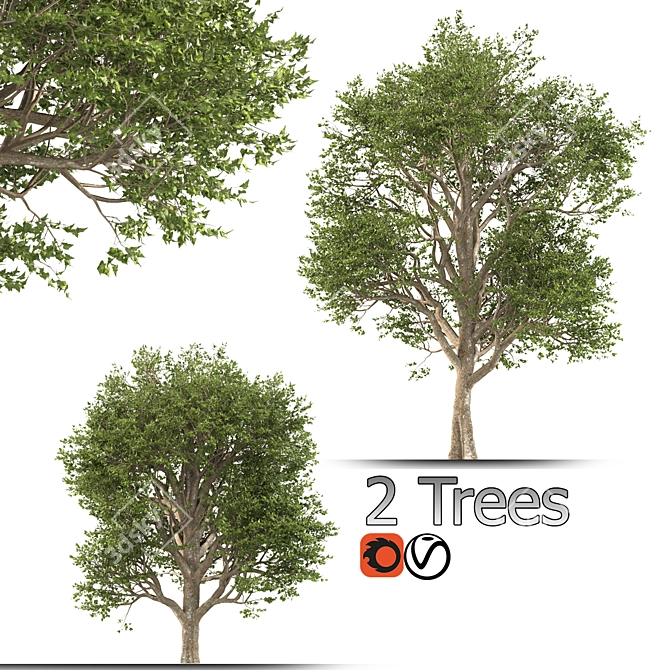 Formosan Gum Trees - 2 Sizes 3D model image 1