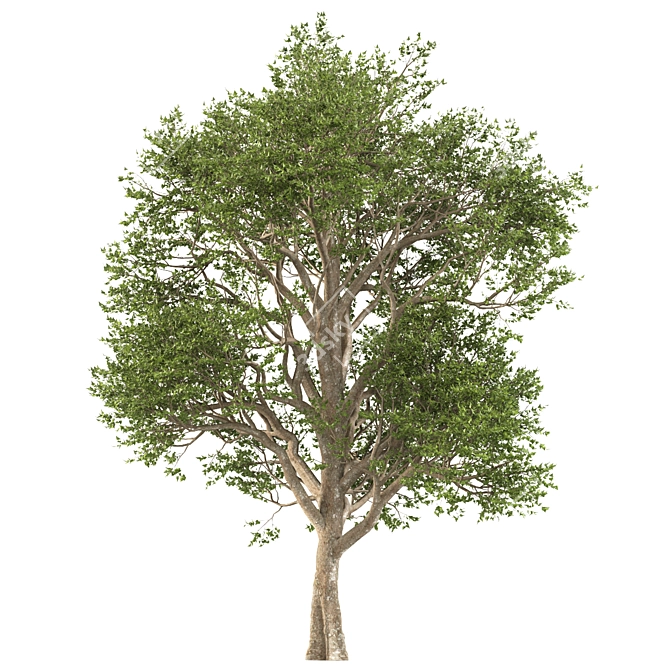 Formosan Gum Trees - 2 Sizes 3D model image 3