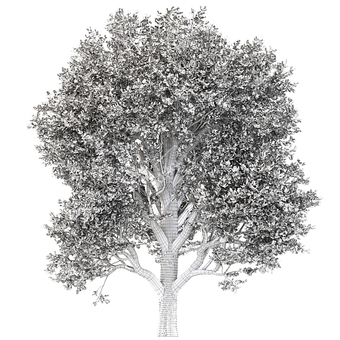 Formosan Gum Trees - 2 Sizes 3D model image 4