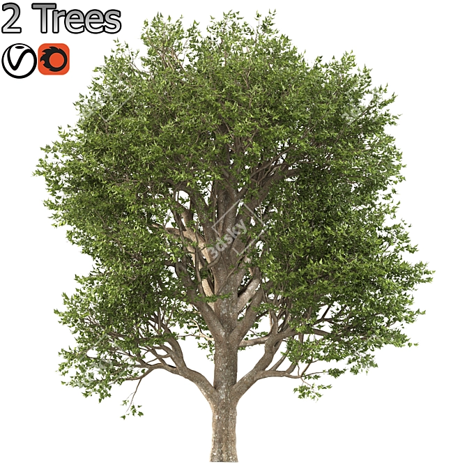 Formosan Gum Trees - 2 Sizes 3D model image 5