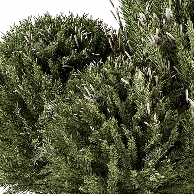 Pine Fruit Bush Set - 55 3D model image 3