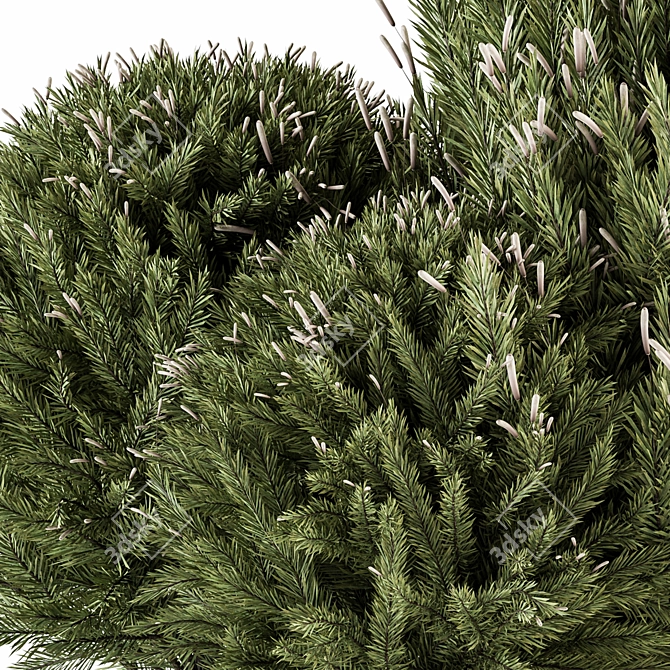 Pine Fruit Bush Set - 55 3D model image 7