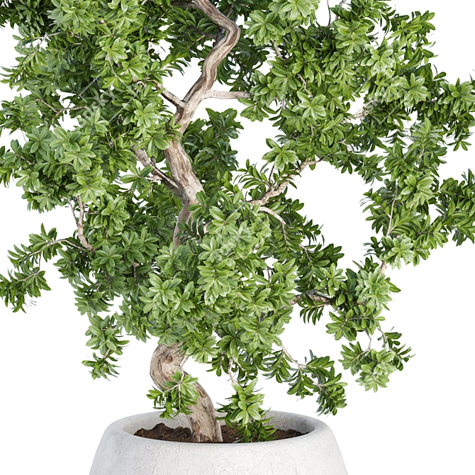 Indoor Greenery Collection Vol. 63 3D model image 4