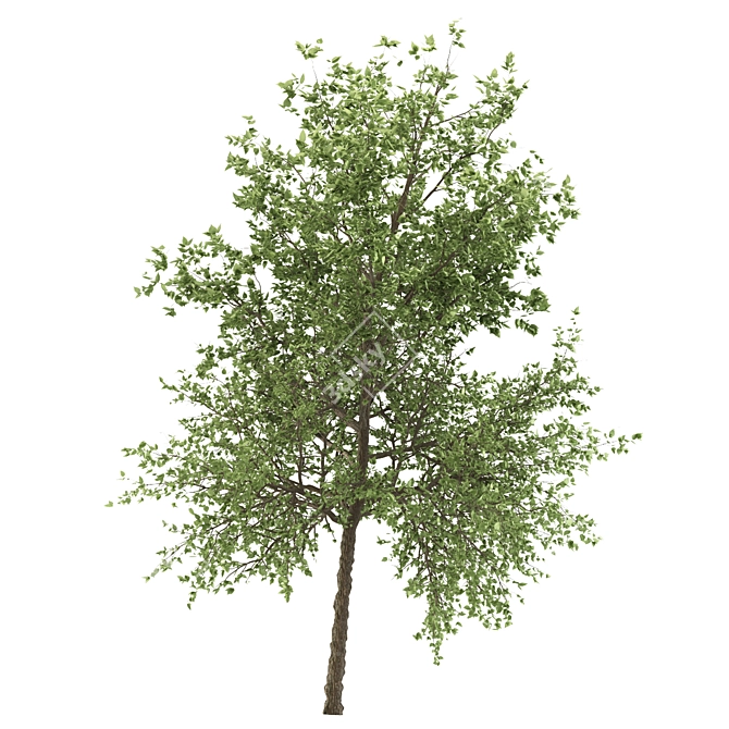 Taiwan Beech: 2 Trees, 2 Sizes 3D model image 3