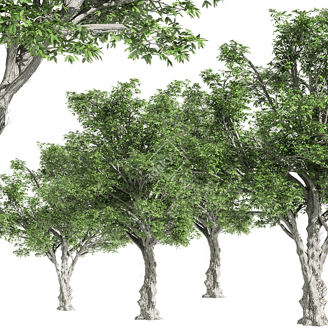 Majestic American Elm Tree 3D model image 2