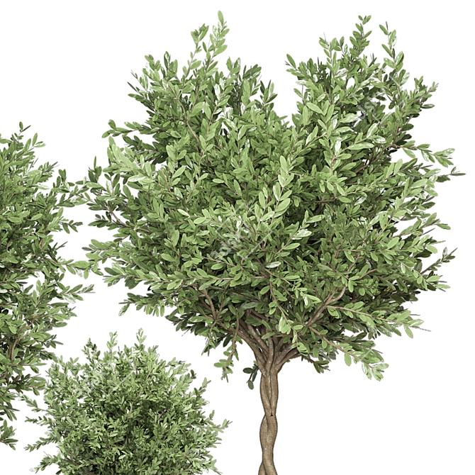 Lush Greenery: Indoor Plants Collection 3D model image 4