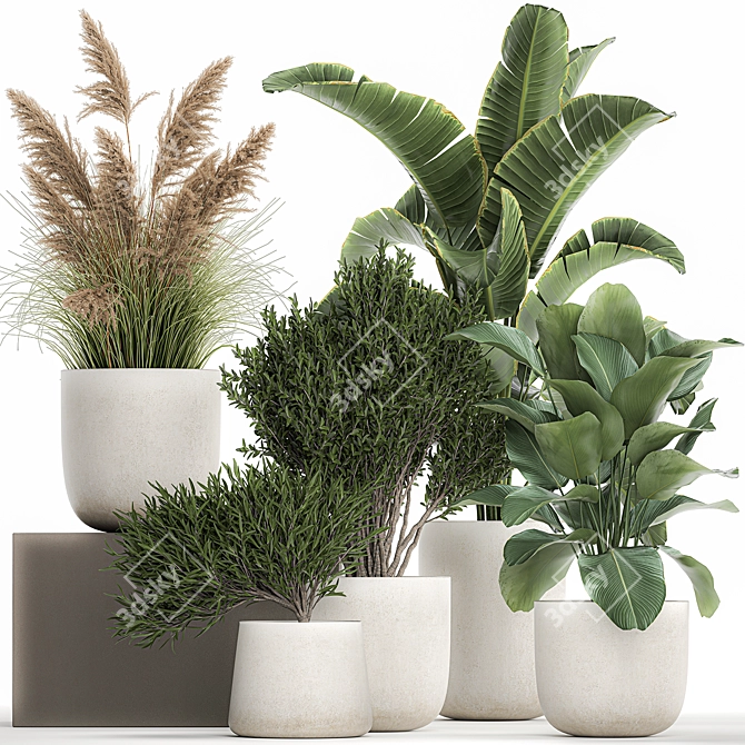 Exotic Plant Collection: Decorative Indoor & Outdoor Plants in Concrete Pots 3D model image 1