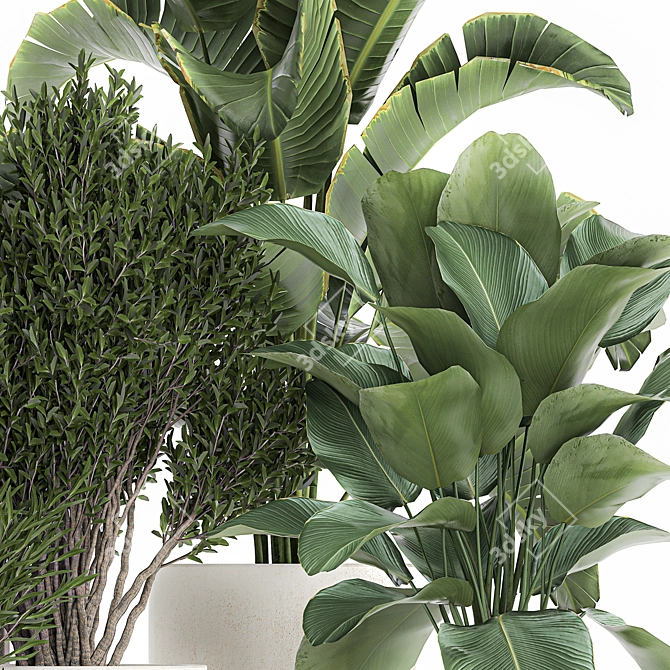 Exotic Plant Collection: Decorative Indoor & Outdoor Plants in Concrete Pots 3D model image 2