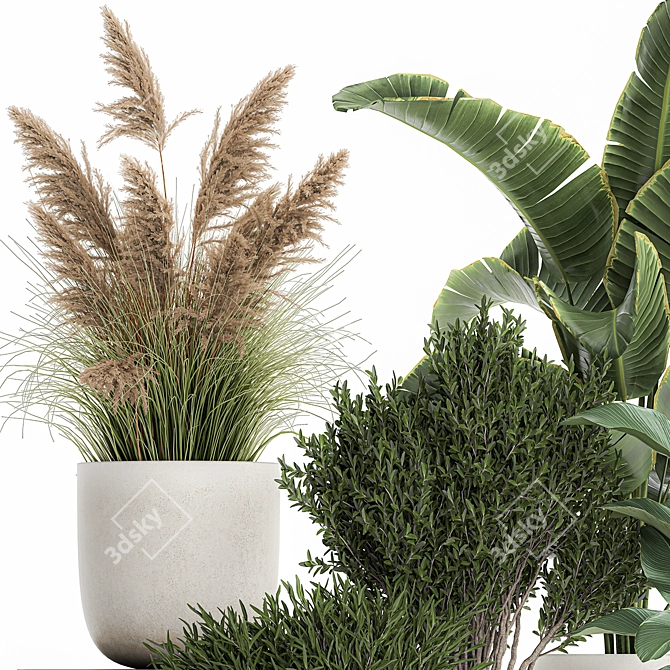 Exotic Plant Collection: Decorative Indoor & Outdoor Plants in Concrete Pots 3D model image 3