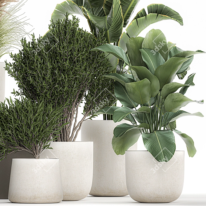 Exotic Plant Collection: Decorative Indoor & Outdoor Plants in Concrete Pots 3D model image 5