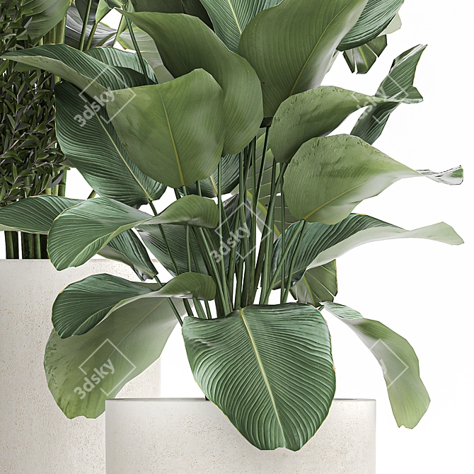 Exotic Plant Collection: Decorative Indoor & Outdoor Plants in Concrete Pots 3D model image 6