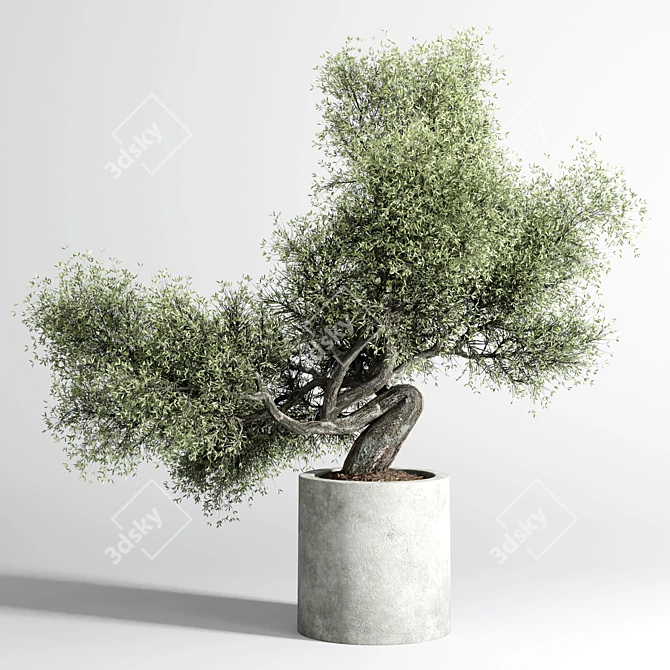 Concrete Bonsai Vase - Outdoor Plant Pot 3D model image 1