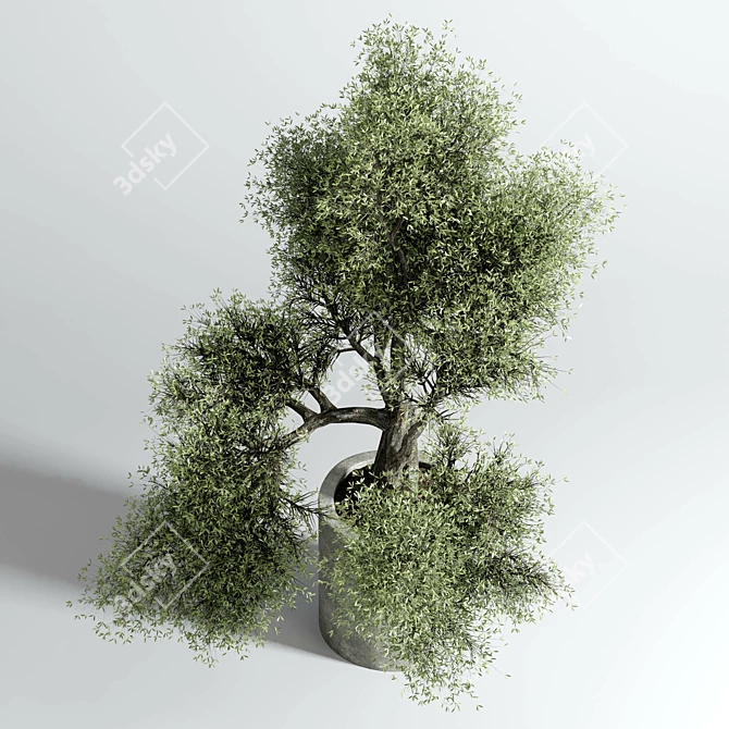 Concrete Bonsai Vase - Outdoor Plant Pot 3D model image 2