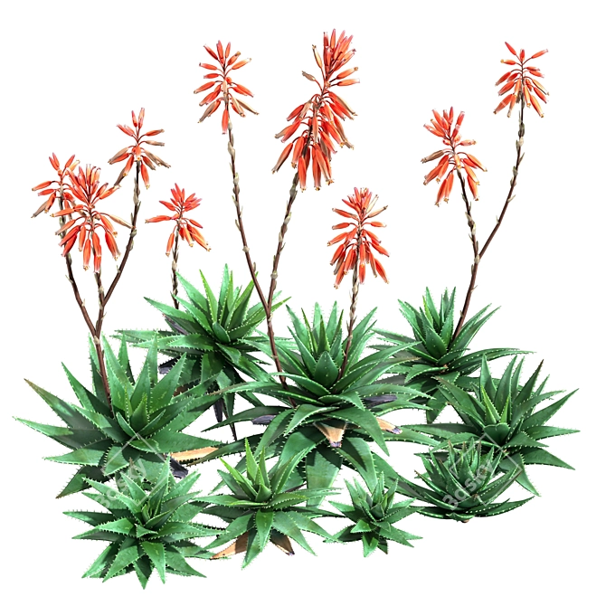 2013 Aloe Brevifolia: Unique Short Leaf Succulent 3D model image 1