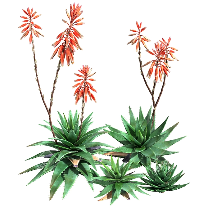 2013 Aloe Brevifolia: Unique Short Leaf Succulent 3D model image 2