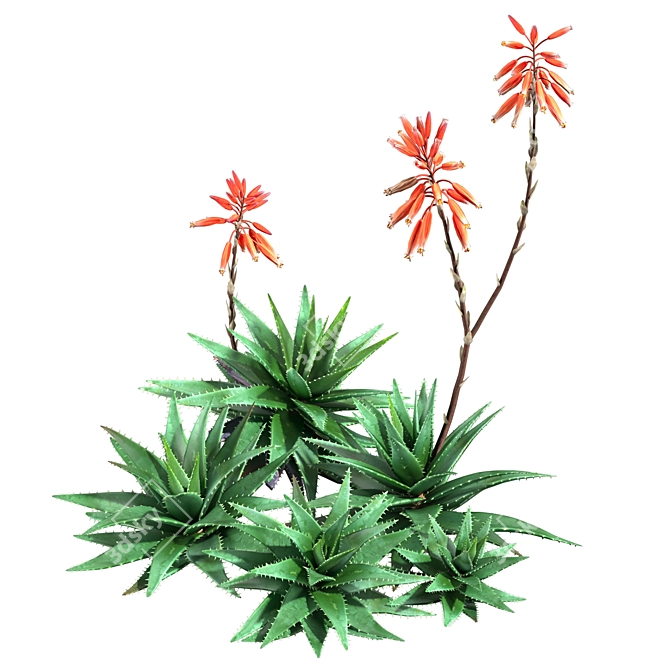 2013 Aloe Brevifolia: Unique Short Leaf Succulent 3D model image 3