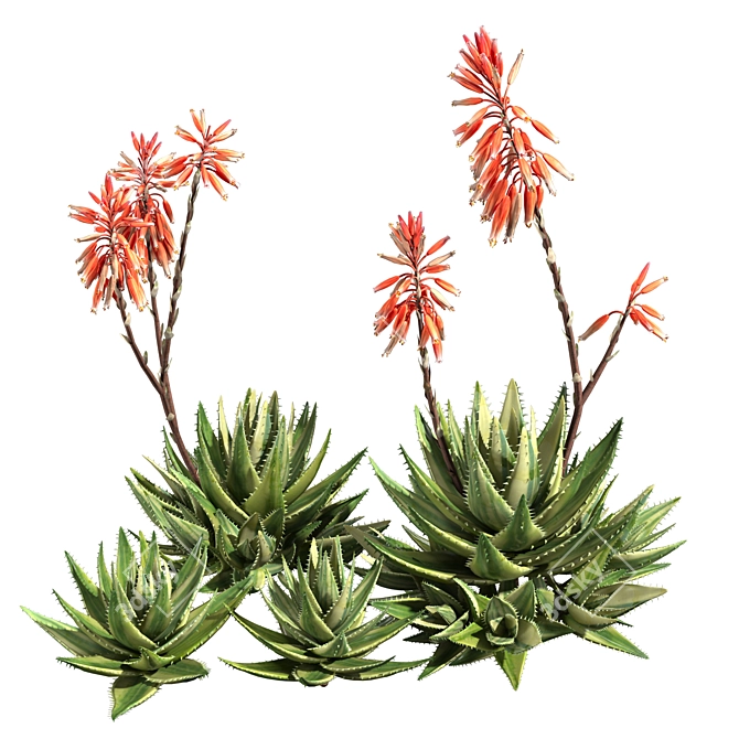 Aloe Brevifolia: Premium Short Leaf Succulent 3D model image 2