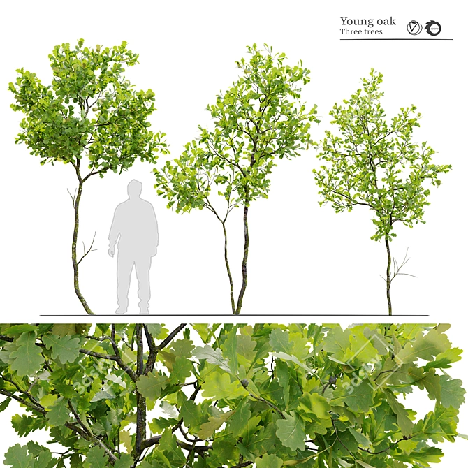 3m Young Oak Trees - Set of 3 3D model image 1