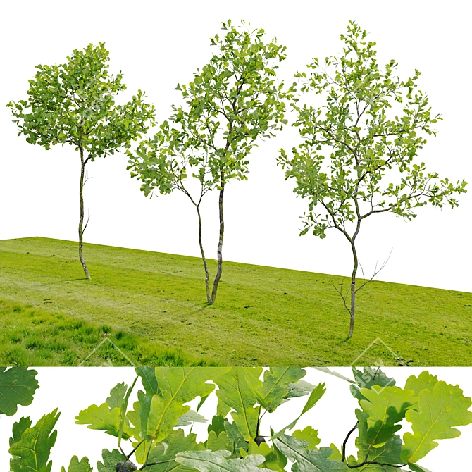 3m Young Oak Trees - Set of 3 3D model image 4